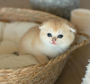 Zdjęcie №1. scottish fold - na sprzedaż w New Orleans | 1172zł | Zapowiedź № 122983