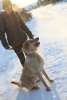 Zdjęcie №2 do zapowiedźy № 9012 na sprzedaż  pies nierasowy - wkupić się Federacja Rosyjska ze schronu