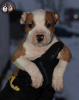 Dodatkowe zdjęcia: Amerykański Staffordshire Terrier