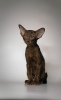 Zdjęcie №1. kot orientalny - na sprzedaż w Petersburg | 156600zł | Zapowiedź № 9731