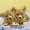 Zdjęcie №1. welsh corgi - na sprzedaż w Manila | negocjowane | Zapowiedź №51334