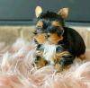 Zdjęcie №1. yorkshire terrier - na sprzedaż w Helsinki | 1674zł | Zapowiedź №114203