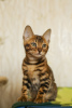 Zdjęcie №1. kot bengalski - na sprzedaż w Иваново | negocjowane | Zapowiedź № 23569