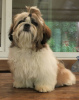 Zdjęcie №1. shih tzu - na sprzedaż w Charków | 3961zł | Zapowiedź №52186