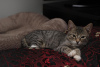Dodatkowe zdjęcia: Kochany 3-miesięczny kociak Stepan w dobrych rękach