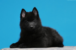 Dodatkowe zdjęcia: Schipperke Boys