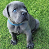 Zdjęcie №1. cane corso - na sprzedaż w Valmadonna | negocjowane | Zapowiedź №24950