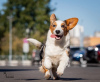 Dodatkowe zdjęcia: Welsh Corgi Cardigan, szczeniak