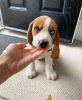 Zdjęcie №1. beagle (rasa psa) - na sprzedaż w Viersen | 1632zł | Zapowiedź №83104