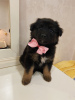 Zdjęcie №2 do zapowiedźy № 64123 na sprzedaż  pies nierasowy - wkupić się Federacja Rosyjska prywatne ogłoszenie