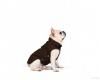 Zdjęcie №1. Dzianinowa nano kurtka (sweter) Nano Knit Sweater Dog Gone Smart. w mieście Москва. Price - 103zł. Zapowiedź № 11534