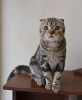 Zdjęcie №3. Szkocki kotek Czekoladowy marmur. Federacja Rosyjska