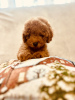 Zdjęcie №1. pies nierasowy - na sprzedaż w Ужгород | 6278zł | Zapowiedź №85465