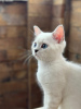 Dodatkowe zdjęcia: British shorthair blue eyes boy