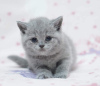 Zdjęcie №1. kot brytyjski krótkowłosy - na sprzedaż w Washington | 990zł | Zapowiedź № 50789