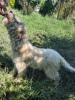 Zdjęcie №2 do zapowiedźy № 110018 na sprzedaż  lagotto romagnolo - wkupić się Rumunia hodowca