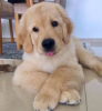 Zdjęcie №1. golden retriever - na sprzedaż w Belgrad | negocjowane | Zapowiedź №79543