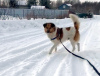 Zdjęcie №1. pies nierasowy - na sprzedaż w Petersburg | Bezpłatny | Zapowiedź №91089