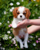 Zdjęcie №1. cavalier king charles spaniel - na sprzedaż w Гамбург | 1674zł | Zapowiedź №80864