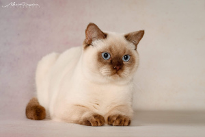Zdjęcie №2 do zapowiedźy № 4753 na sprzedaż  kot brytyjski krótkowłosy - wkupić się Ukraina od żłobka