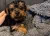 Zdjęcie №2 do zapowiedźy № 85078 na sprzedaż  yorkshire terrier - wkupić się Słowacja prywatne ogłoszenie