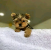 Zdjęcie №2 do zapowiedźy № 123114 na sprzedaż  yorkshire terrier - wkupić się USA hodowca