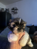 Zdjęcie №1. shih tzu - na sprzedaż w Гамбург | 1256zł | Zapowiedź №123442