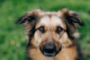 Zdjęcie №1. pies nierasowy - na sprzedaż w Москва | Bezpłatny | Zapowiedź №72294