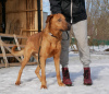Zdjęcie №1. pies nierasowy - na sprzedaż w Petersburg | Bezpłatny | Zapowiedź №40319