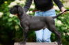 Zdjęcie №1. cane corso - na sprzedaż w Ryga | negocjowane | Zapowiedź №64553