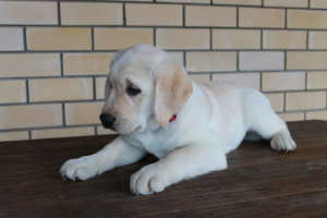 Zdjęcie №3. Szczeniak Labrador retriever dostępny w sprzedaży. Federacja Rosyjska