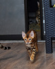 Zdjęcie №4. Sprzedam kot bengalski w Mińsk. prywatne ogłoszenie, od żłobka, hodowca - cena - negocjowane