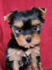 Zdjęcie №2 do zapowiedźy № 76988 na sprzedaż  yorkshire terrier - wkupić się Łotwa prywatne ogłoszenie