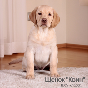 Zdjęcie №2 do zapowiedźy № 1276 na sprzedaż  labrador retriever - wkupić się Federacja Rosyjska od żłobka