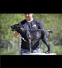 Zdjęcie №1. cane corso - na sprzedaż w Belgrad | negocjowane | Zapowiedź №118942