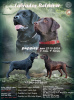 Zdjęcie №1. labrador retriever - na sprzedaż w Donieck | 3094zł | Zapowiedź №123505