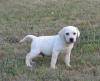 Zdjęcie №1. labrador retriever - na sprzedaż w Stubline | negocjowane | Zapowiedź №111767