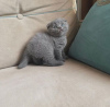 Zdjęcie №1. scottish fold - na sprzedaż w Praga | negocjowane | Zapowiedź № 89447