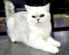 Dodatkowe zdjęcia: Kot brytyjski szuka nowej rodziny