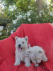 Dodatkowe zdjęcia: Wzorcowe Westy Westie West highland wbite terrier