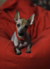 Zdjęcie №3. Xoloitzcuintle mini. Federacja Rosyjska