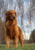 Zdjęcie №1. golden retriever - na sprzedaż w Wrocław | 10464zł | Zapowiedź №62309