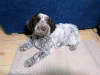 Zdjęcie №1. lagotto romagnolo - na sprzedaż w Kragujevac | negocjowane | Zapowiedź №79530