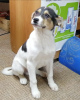 Zdjęcie №1. pies nierasowy - na sprzedaż w Odintsovo | Bezpłatny | Zapowiedź №9272