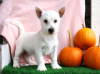 Zdjęcie №2 do zapowiedźy № 44771 na sprzedaż  west highland white terrier - wkupić się Niemcy 