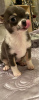 Zdjęcie №2 do zapowiedźy № 18143 na sprzedaż  chihuahua (rasa psów) - wkupić się Wielka Brytania prywatne ogłoszenie