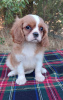 Zdjęcie №3. Suczka rasy cavalier king charles spaniel. Ukraina