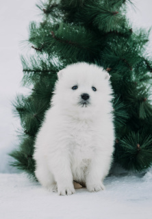 Zdjęcie №2 do zapowiedźy № 4660 na sprzedaż  samojed (rasa psa) - wkupić się Federacja Rosyjska od żłobka