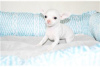 Zdjęcie №3. Piękne szczenięta Chihuahua do zmiany domu. USA