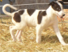 Zdjęcie №1. greyhound - na sprzedaż w Ванкувер | 2575zł | Zapowiedź №50493